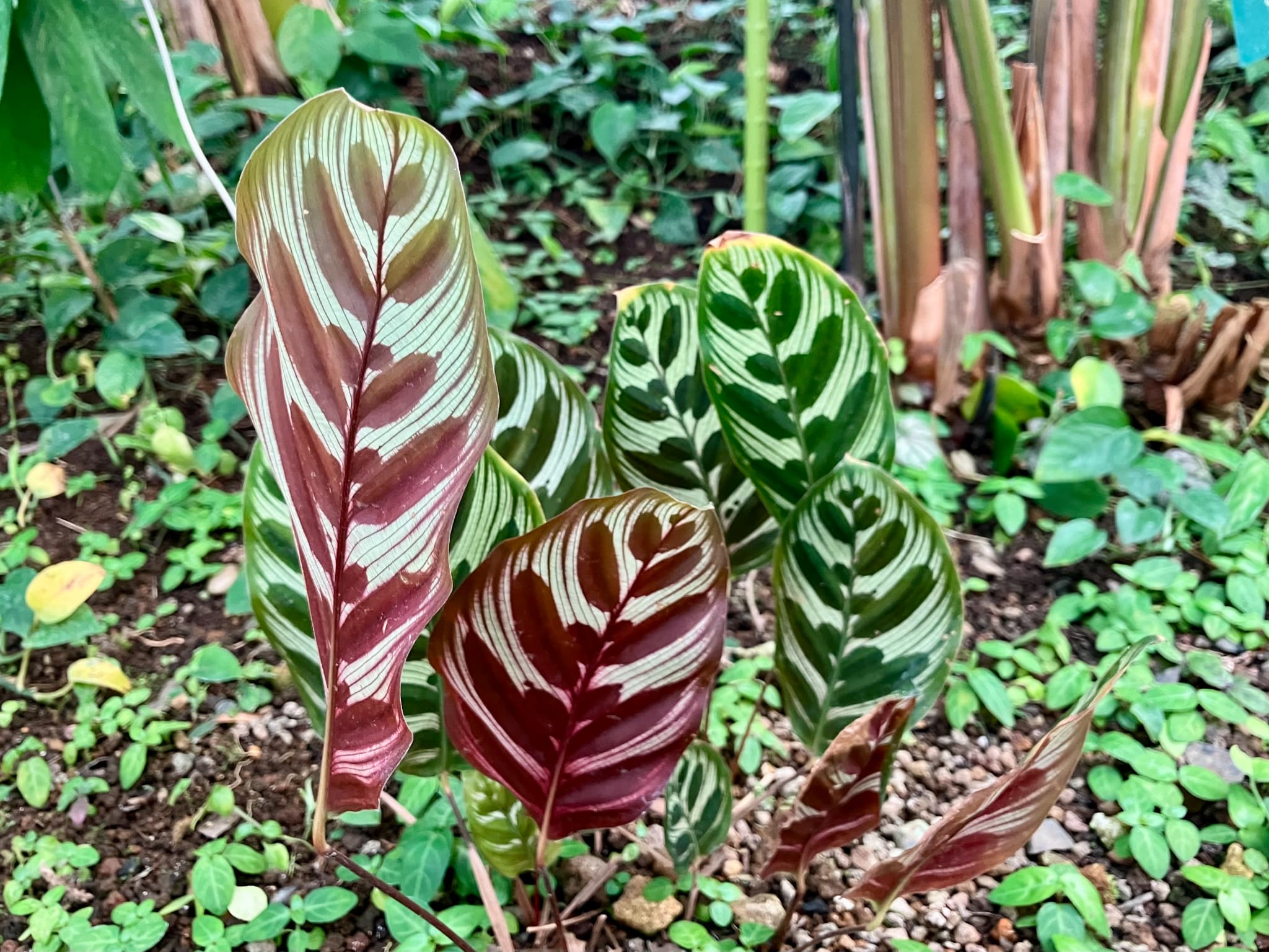 文学フリマ東京41出展します＆新刊と通販のお知らせ