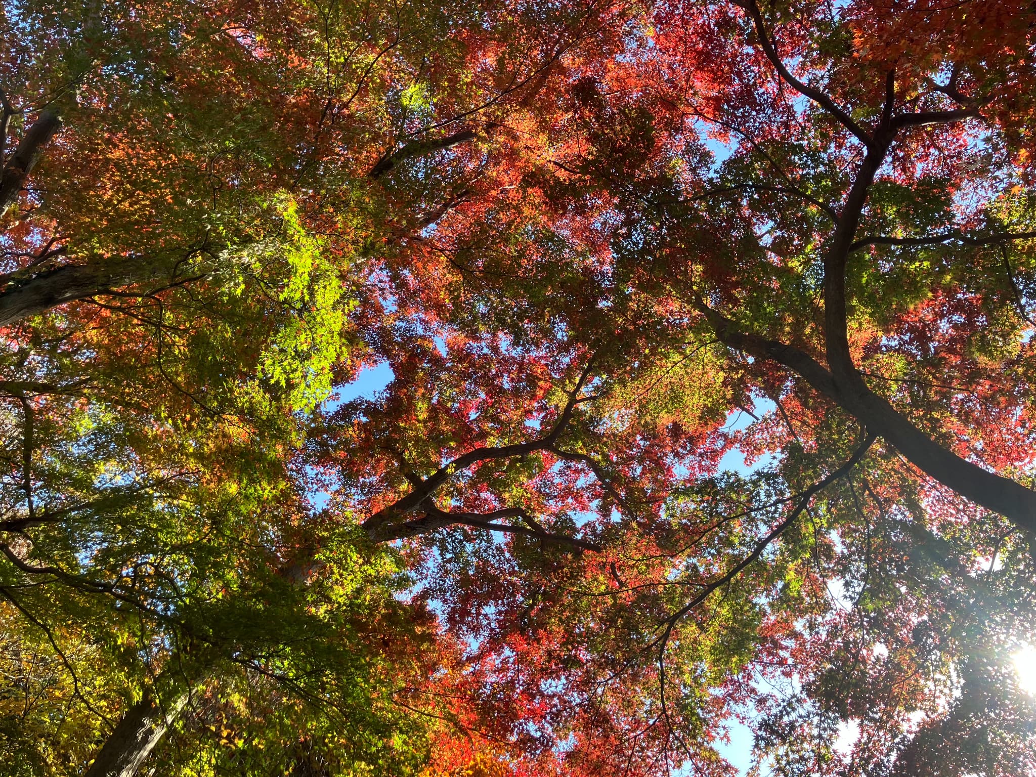 2025年12月の活動報告