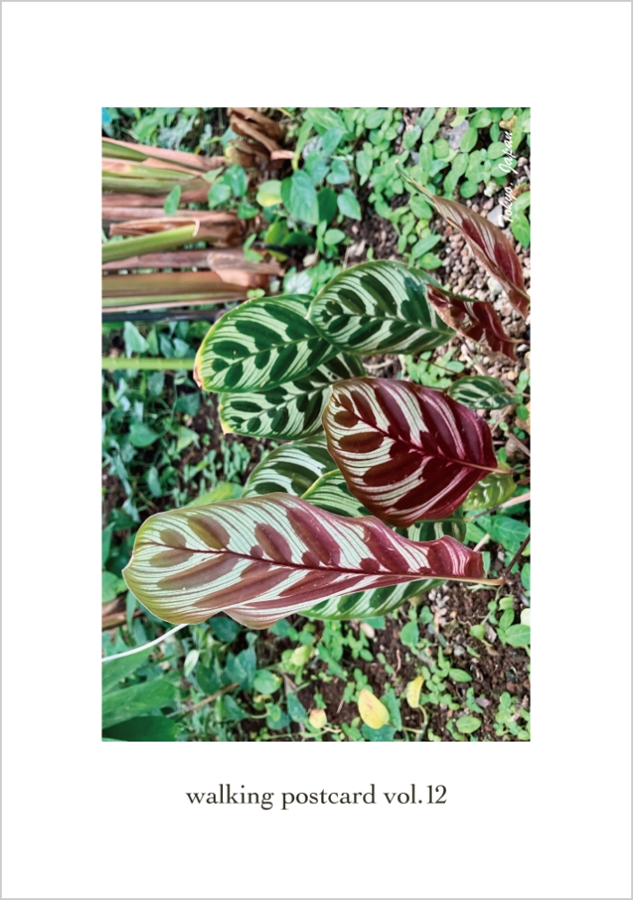 『walking postcard vol.12』表紙イメージ
