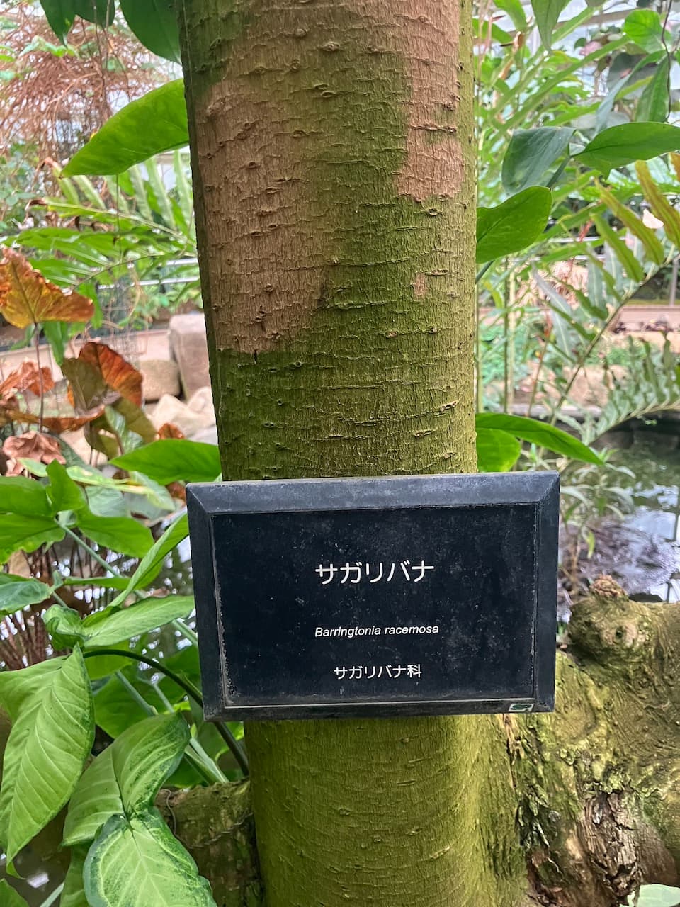 サガリバナの樹皮
